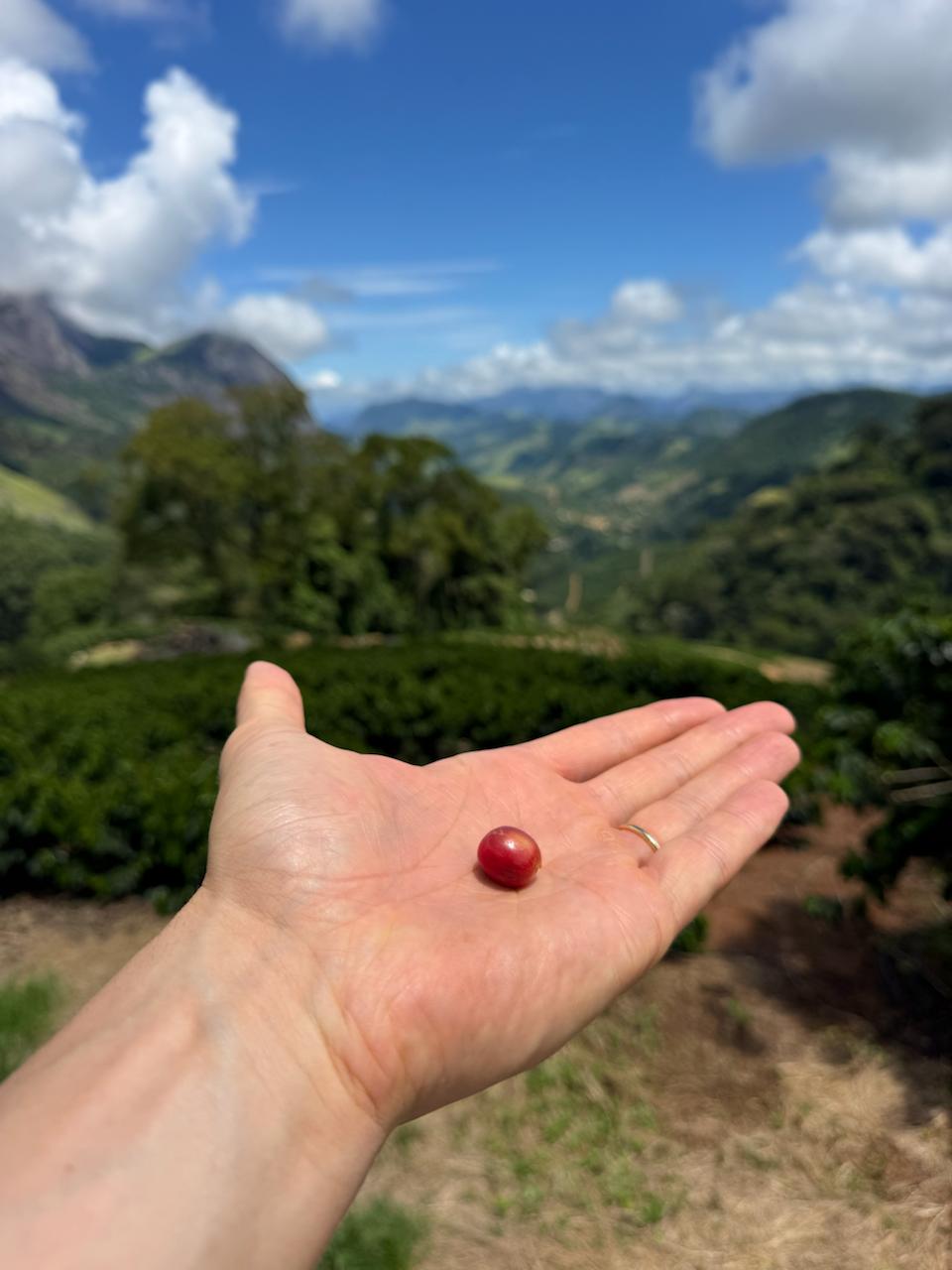 Hand-selecting a single ripe coffee cherry at the farm