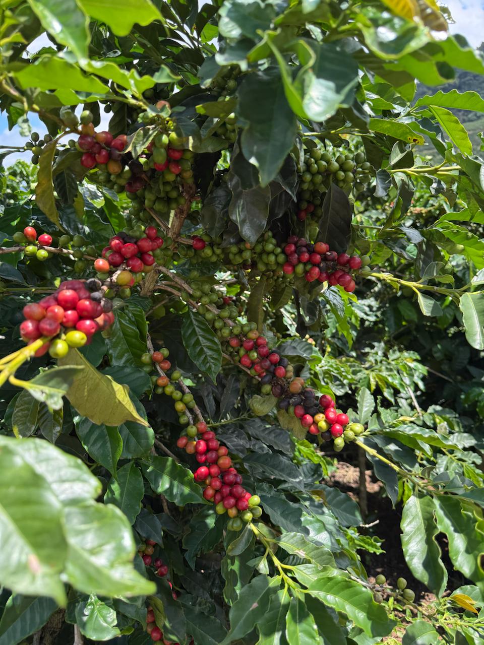 Coffee plant branch with ripe and unripe cherries showing selective harvesting