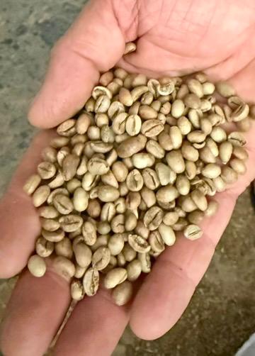 Open palm holding unroasted green coffee beans
